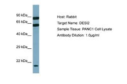 PPPDE1 Rabbit anti-Human, Polyclonal, Novus Biologicals 0.1ml; Unconjugated:Antibodies,